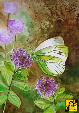 Motyl II