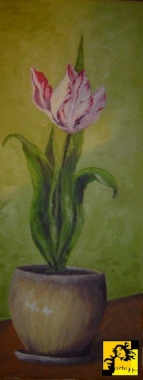 różowy tulipan