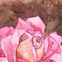 Rosea