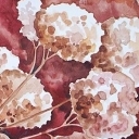 jesienne hortensje