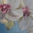Orchidea